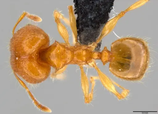 Pheidole amber - CASENT0199238