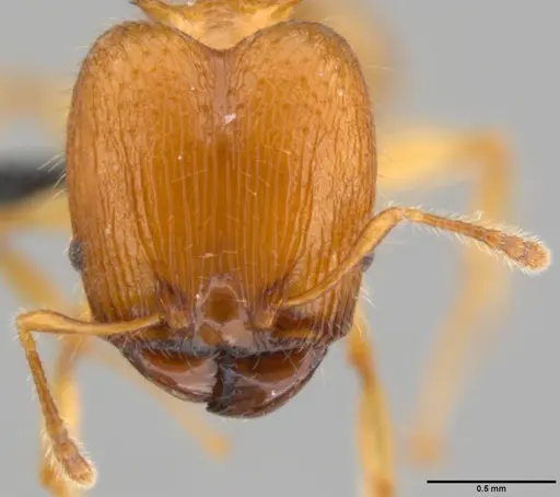 Pheidole amber - CASENT0199238