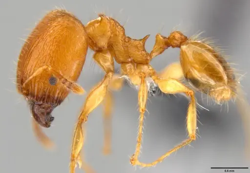 Pheidole amber - CASENT0199238
