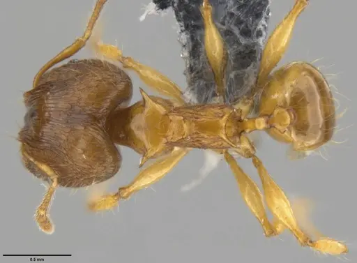 Pheidole amber - CASENT0219457