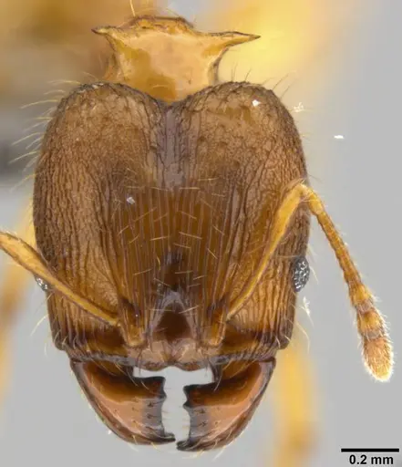 Pheidole amber - CASENT0219457