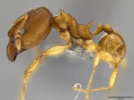 Pheidole amber - CASENT0219457