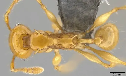 Pheidole amber - CASENT0282296