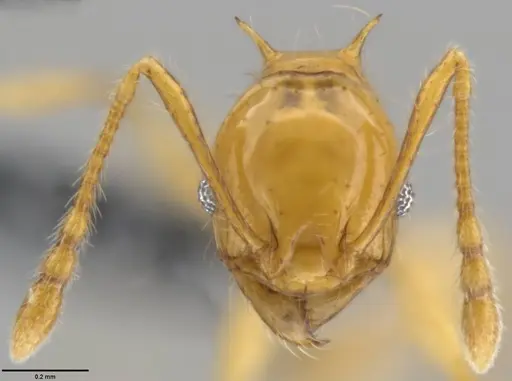 Pheidole amber - CASENT0282296