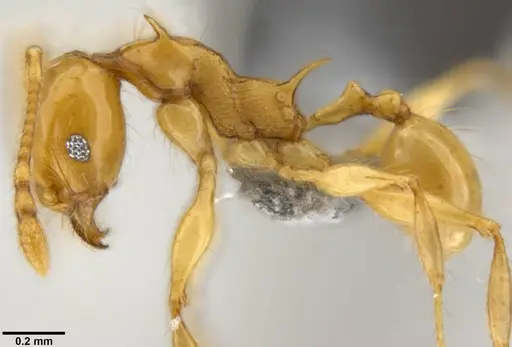 Pheidole amber - CASENT0282296