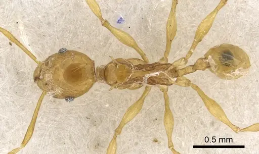 Pheidole amber - CASENT0901330