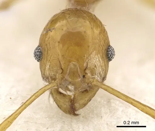 Pheidole amber - CASENT0901330