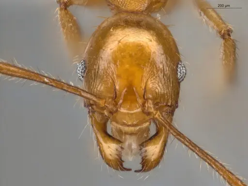 Pheidole ambigua specimen