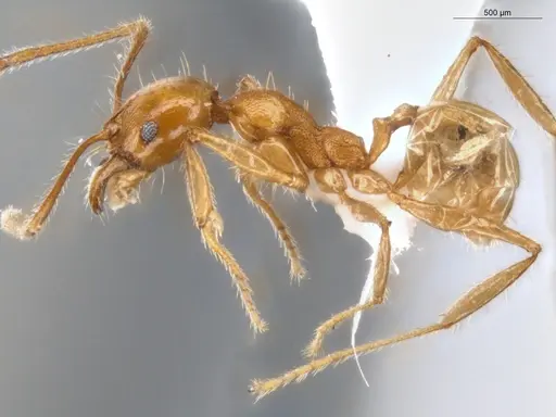 Pheidole ambigua specimen
