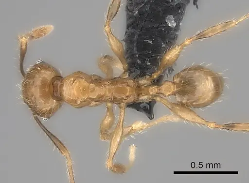 Pheidole ambohimanga specimen