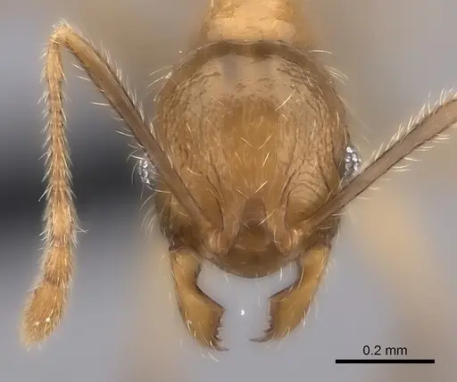 Pheidole ambohimanga specimen