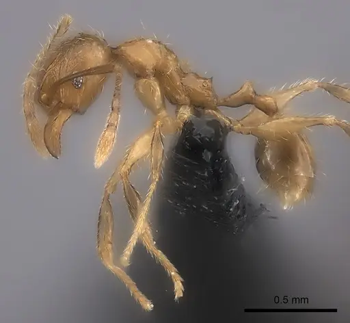 Pheidole ambohimanga specimen