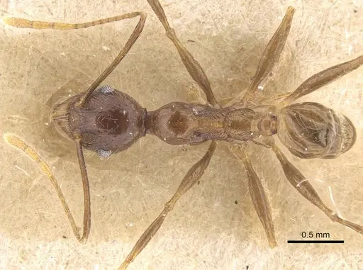 Pheidole ambonensis specimen