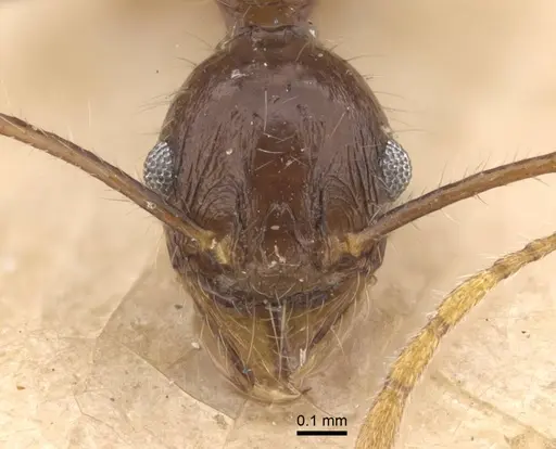 Pheidole ambonensis specimen