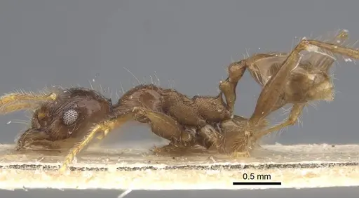 Pheidole ambonensis specimen