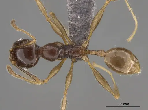 Pheidole ampangabe specimen