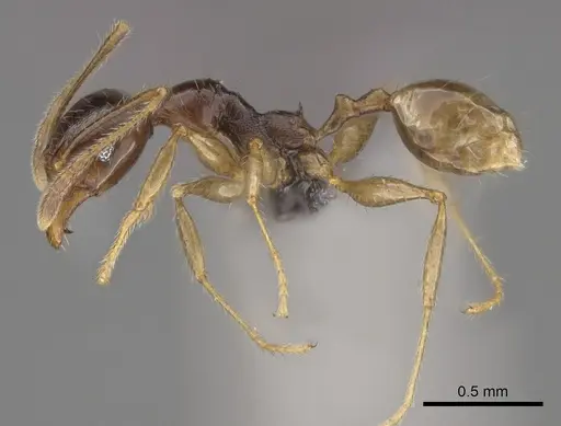 Pheidole ampangabe specimen