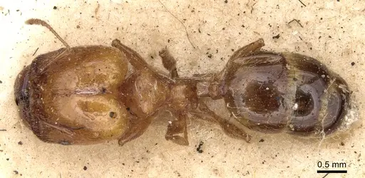 Pheidole ampla specimen