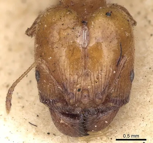 Pheidole ampla specimen