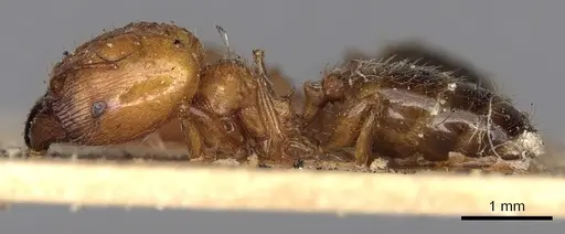 Pheidole ampla specimen