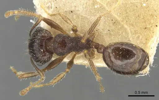 Pheidole ampla - CASENT0904278