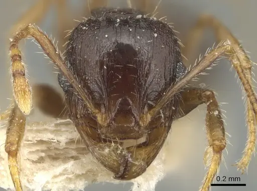 Pheidole ampla - CASENT0904278