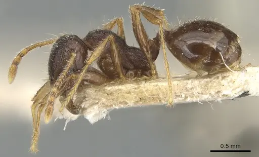 Pheidole ampla - CASENT0904278