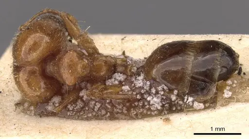 Pheidole ampla - CASENT0908009