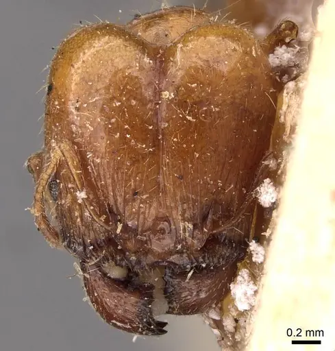 Pheidole ampla - CASENT0908009