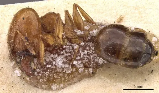 Pheidole ampla - CASENT0908009