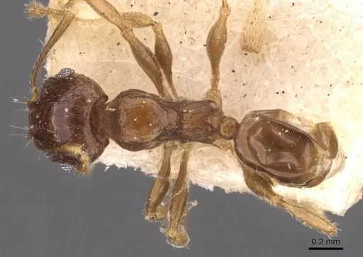 Pheidole ampla - CASENT0908010