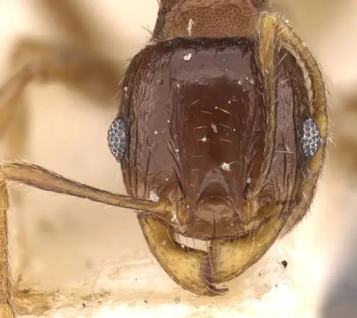 Pheidole ampla - CASENT0908010