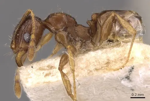 Pheidole ampla - CASENT0908010