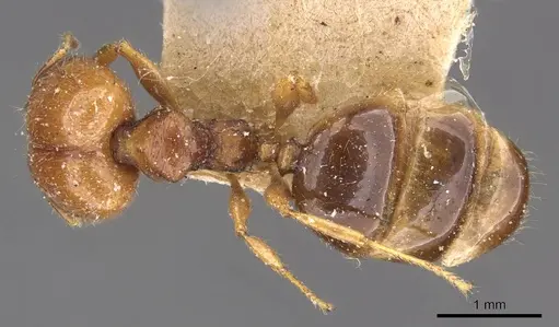 Pheidole ampla - CASENT0908013