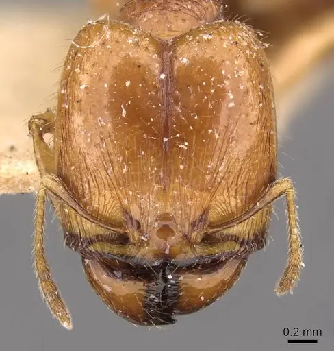 Pheidole ampla - CASENT0908013
