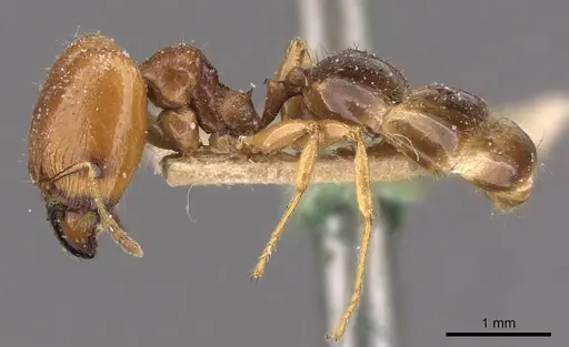 Pheidole ampla - CASENT0908013