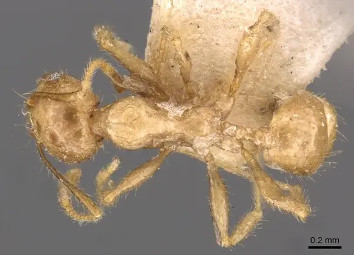 Pheidole ampla - CASENT0908014