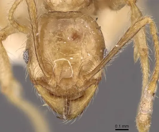 Pheidole ampla - CASENT0908014