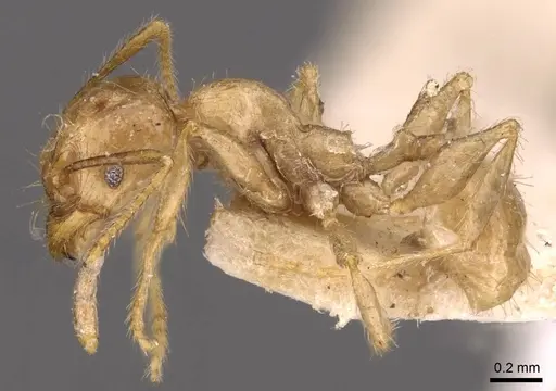 Pheidole ampla - CASENT0908014