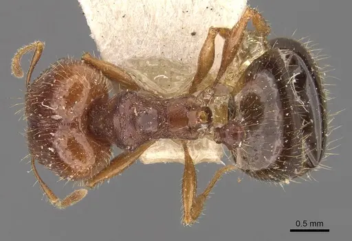 Pheidole ampla - CASENT0908064