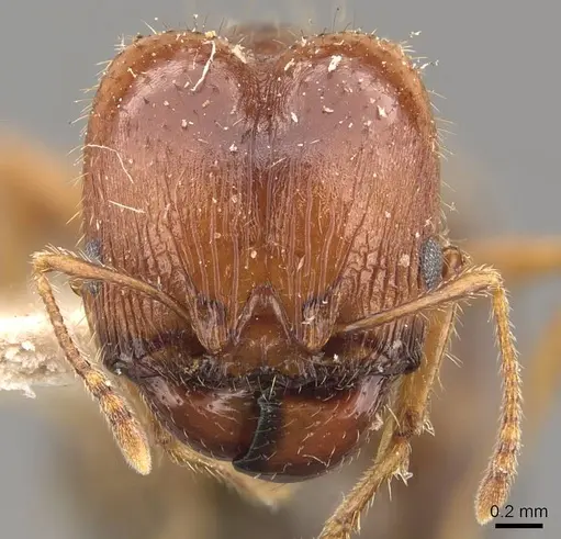Pheidole ampla - CASENT0908064