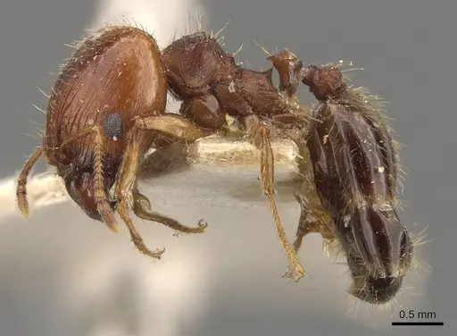 Pheidole ampla - CASENT0908064