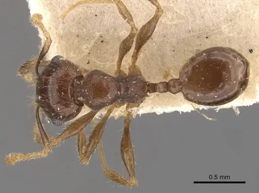 Pheidole ampla - CASENT0908065