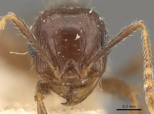 Pheidole ampla - CASENT0908065