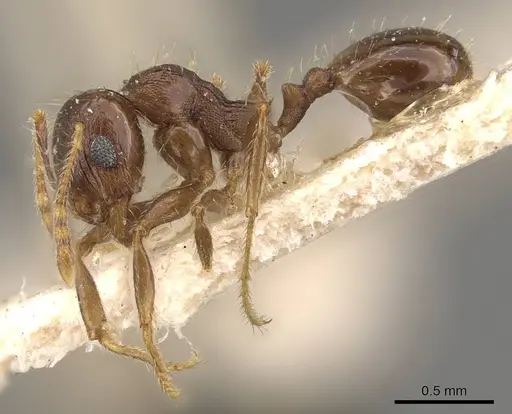 Pheidole ampla - CASENT0908065