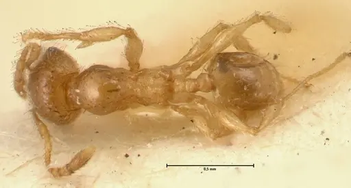 Pheidole amplificata specimen