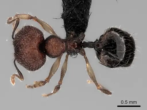 Pheidole analavelona specimen