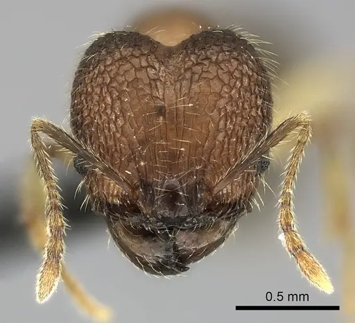 Pheidole analavelona specimen