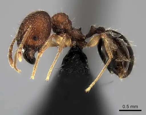 Pheidole analavelona specimen