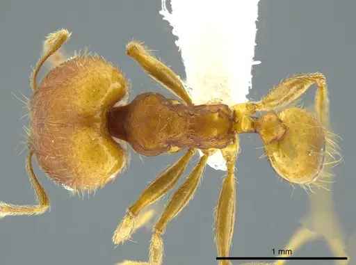 Pheidole anastasii specimen
